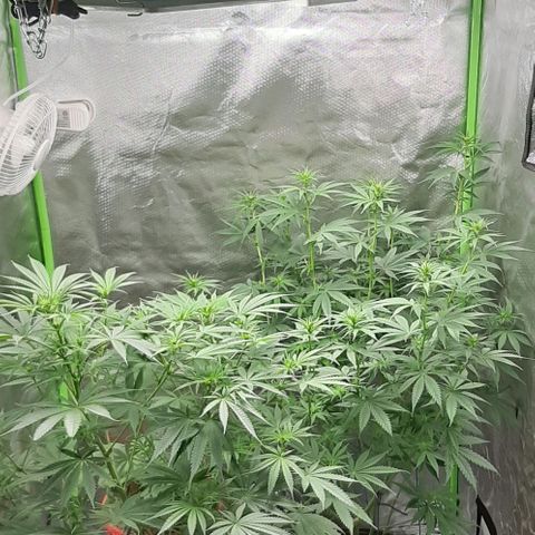 HP-00 growlog timeline photo