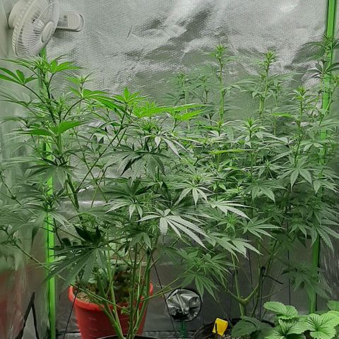 HP-00 growlog timeline photo