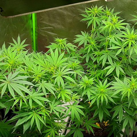 HP-00 growlog timeline photo