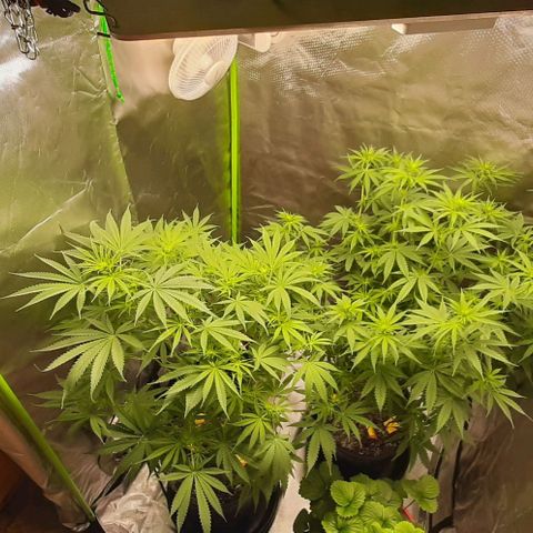 HP-00 growlog timeline photo