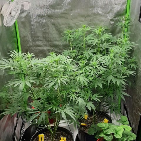 HP-00 growlog timeline photo