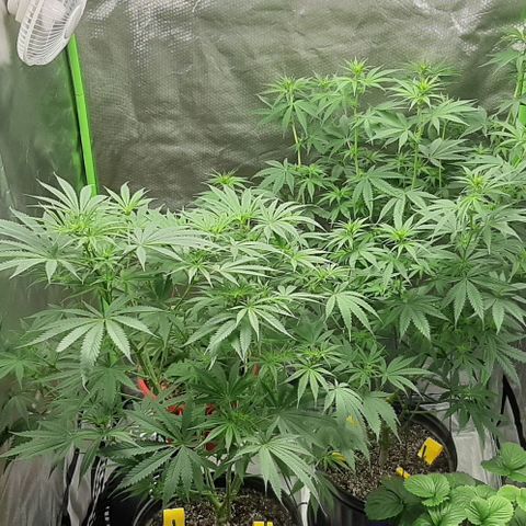 HP-00 growlog timeline photo