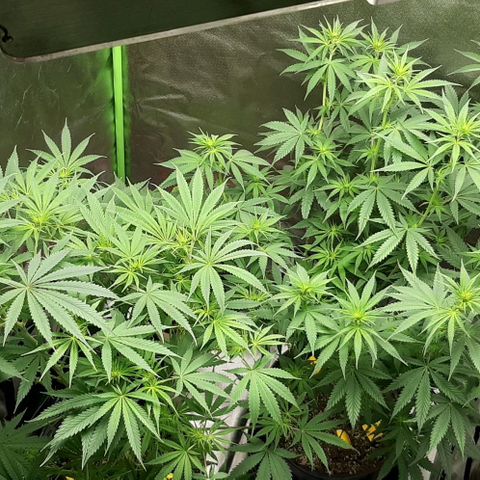 HP-00 growlog timeline photo