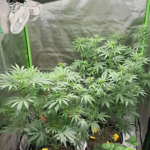 HP-00 growlog timeline photo