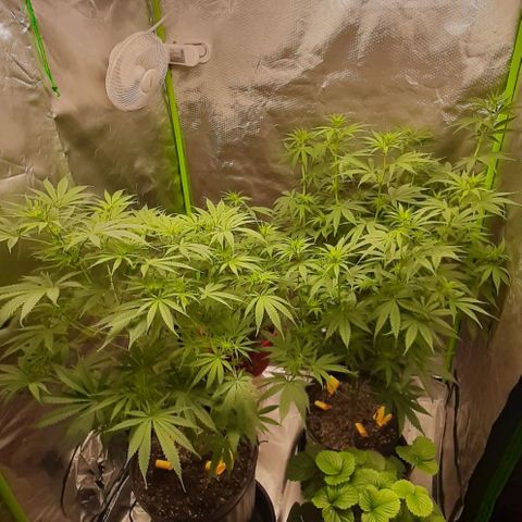 HP-00 growlog timeline photo