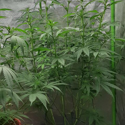 HP-00 growlog timeline photo