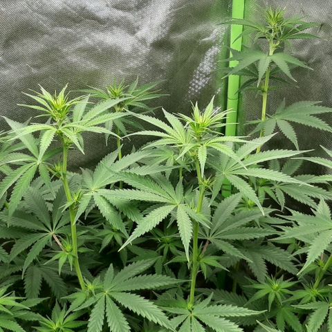 HP-00 growlog timeline photo