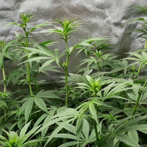 HP-00 growlog timeline photo