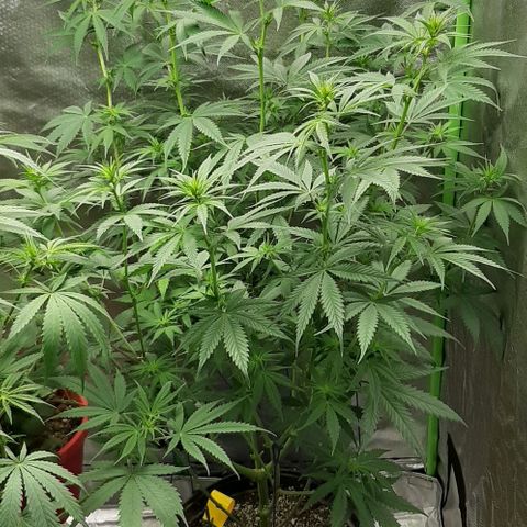 HP-00 growlog timeline photo