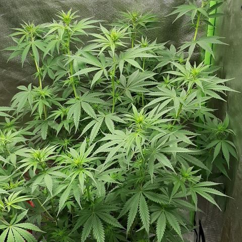 HP-00 growlog timeline photo
