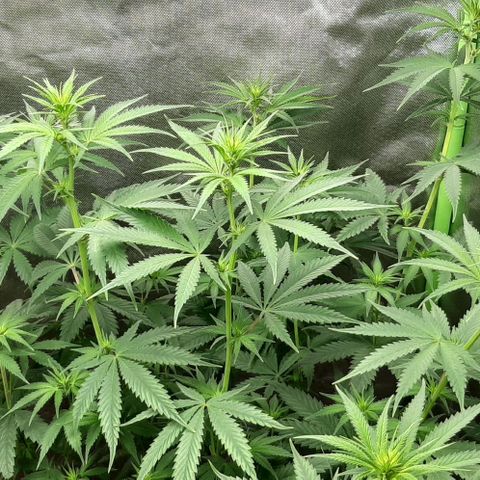 HP-00 growlog timeline photo