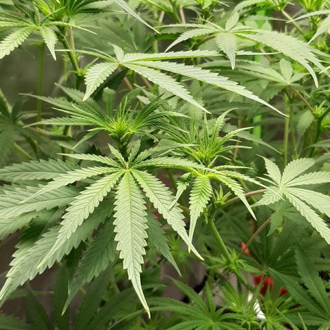 SB1-00 growlog timeline photo