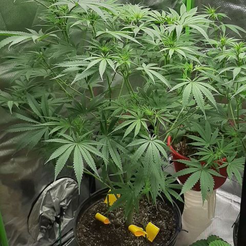 SB1-00 growlog timeline photo