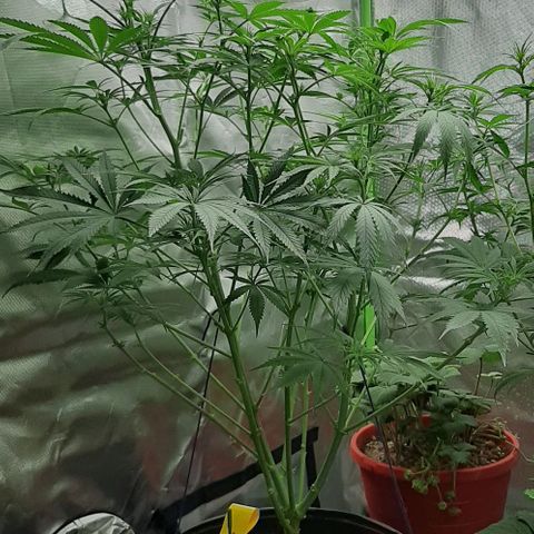 SB1-00 growlog timeline photo