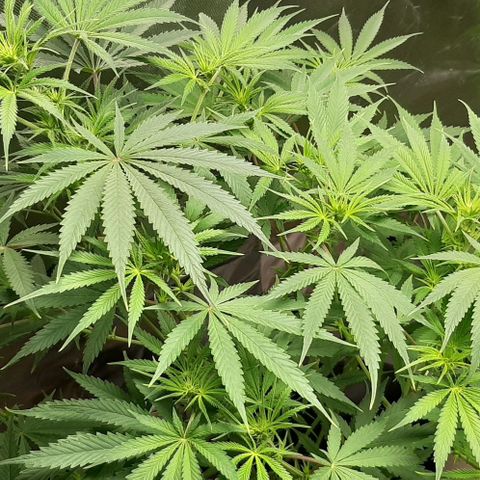 SB1-00 growlog timeline photo