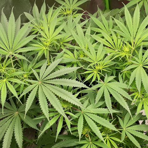 SB1-00 growlog timeline photo