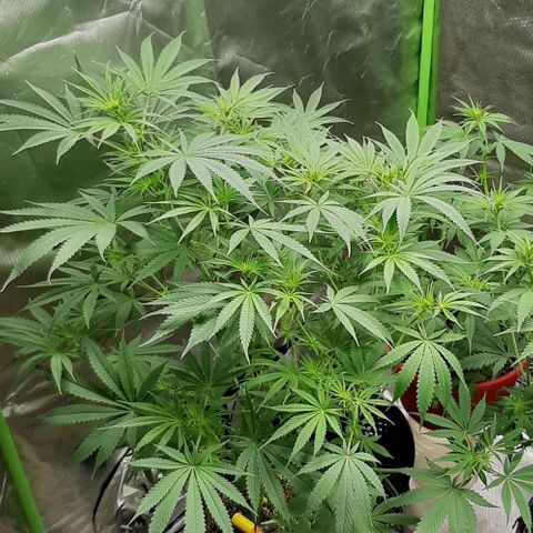 SB1-00 growlog timeline photo