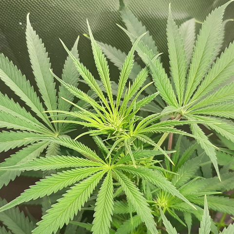SB1-00 growlog timeline photo