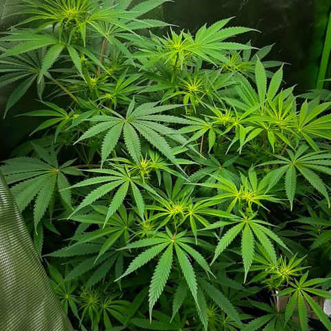 HP-00 growlog timeline photo