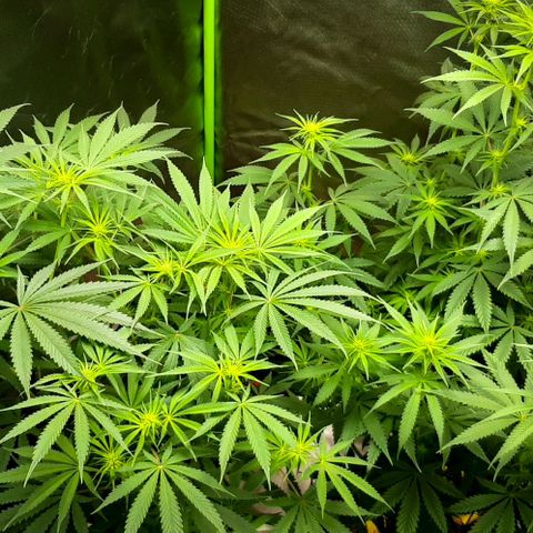 HP-00 growlog timeline photo