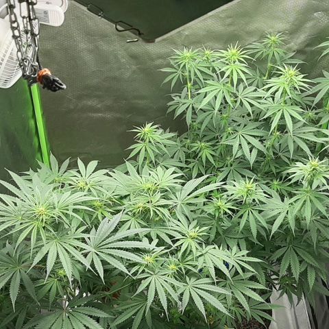 HP-00 growlog timeline photo