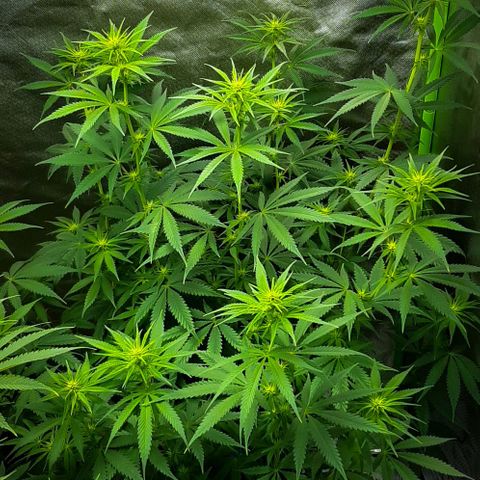 HP-00 growlog timeline photo