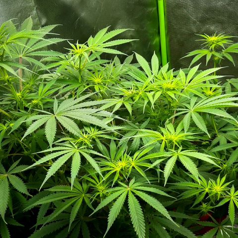 HP-00 growlog timeline photo