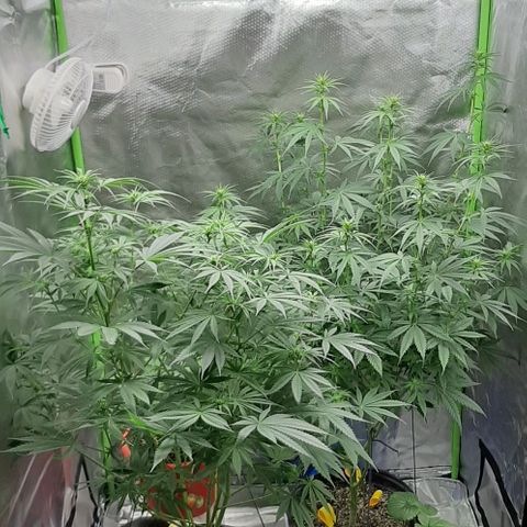 HP-00 growlog timeline photo