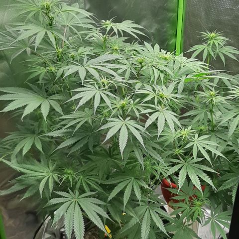 SB1-00 growlog timeline photo