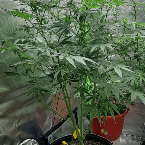 SB1-00 growlog timeline photo