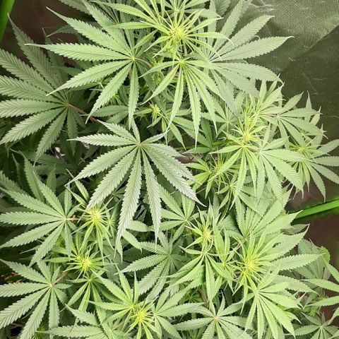 SB1-00 growlog timeline photo