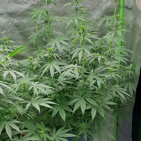 HP-00 growlog timeline photo