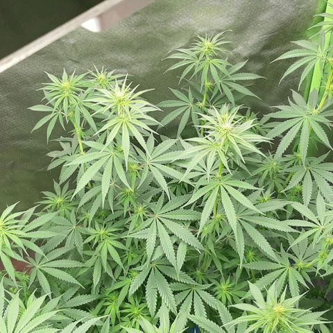 HP-00 growlog timeline photo