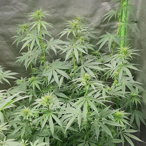 HP-00 growlog timeline photo