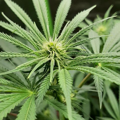SB1-00 growlog timeline photo