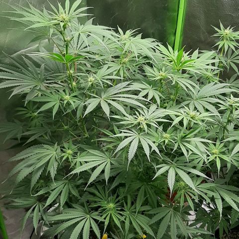 SB1-00 growlog timeline photo