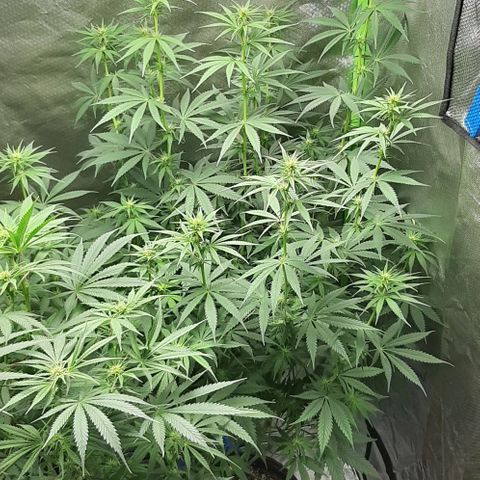 HP-00 growlog timeline photo