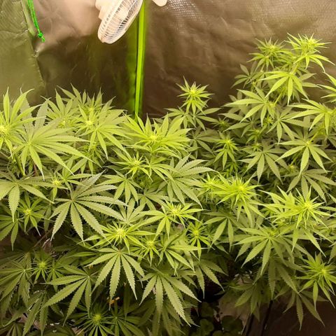 HP-00 growlog timeline photo