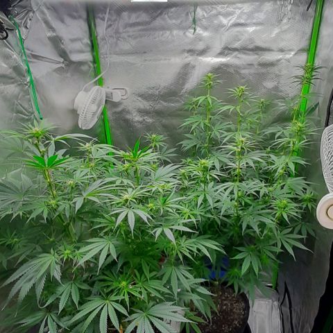 HP-00 growlog timeline photo