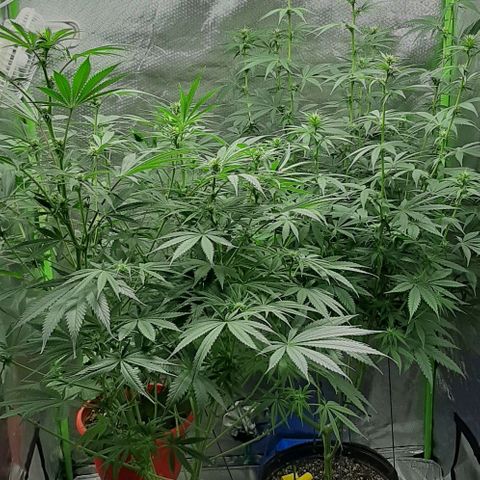 HP-00 growlog timeline photo