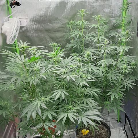 HP-00 growlog timeline photo