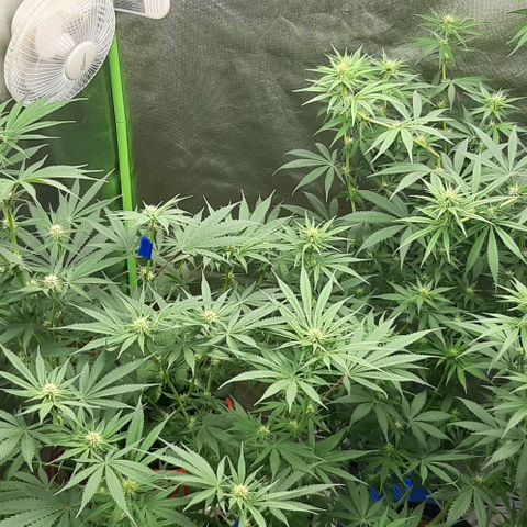 HP-00 growlog timeline photo