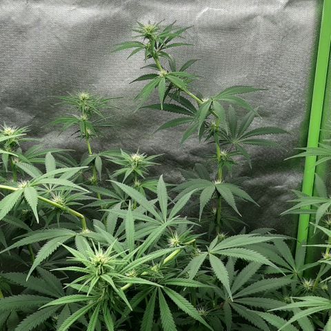 HP-00 growlog timeline photo