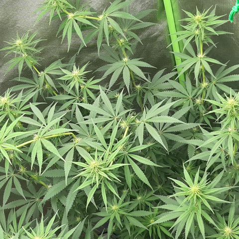 HP-00 growlog timeline photo