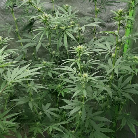 HP-00 growlog timeline photo