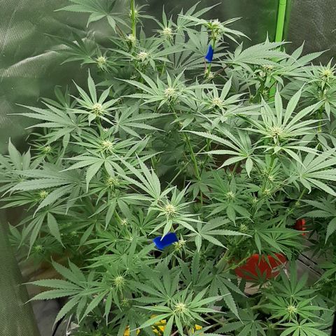 SB1-00 growlog timeline photo