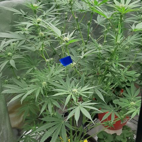 SB1-00 growlog timeline photo