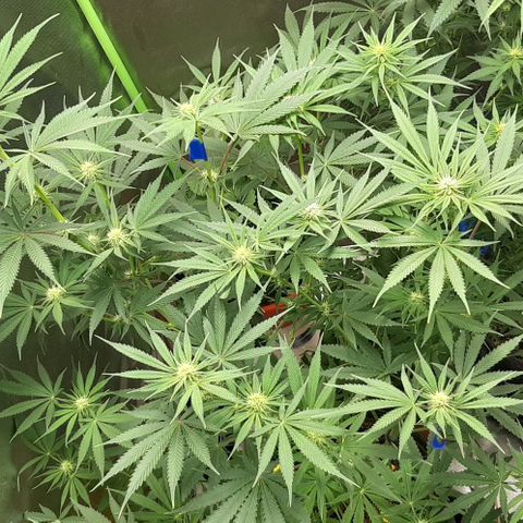 SB1-00 growlog timeline photo