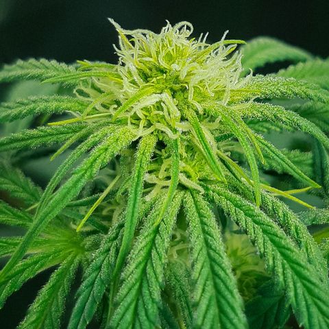 SB1-00 growlog timeline photo