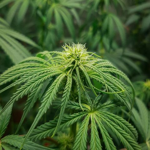 SB1-00 growlog timeline photo